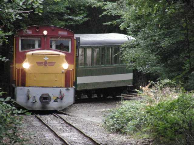 Vonat az erdőben